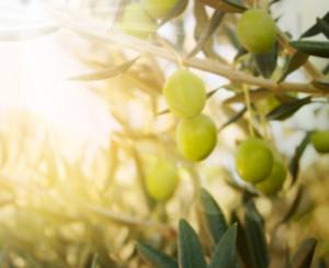 aceitunas en rama