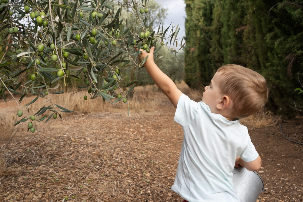 niño sentado junto a un olivar